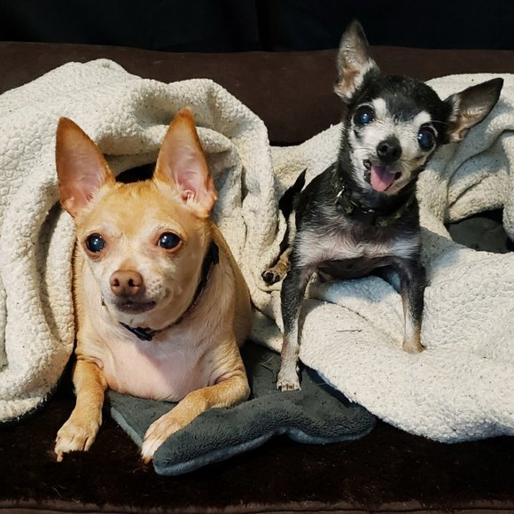 Meet your Posher, Myste - Picture 2 of 3